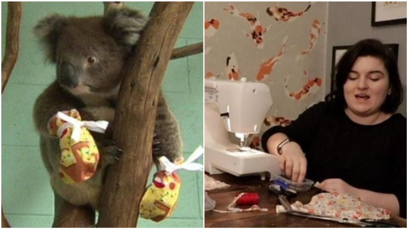 Канада отправила 6 самолетов с перчатками для австралийских коал: милые фото