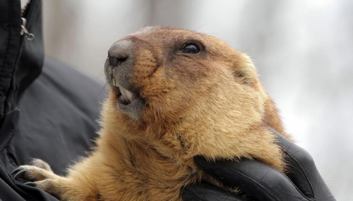 Бабак Тимко передбачив ранню весну Бабак Тимко передбачив ранню весну