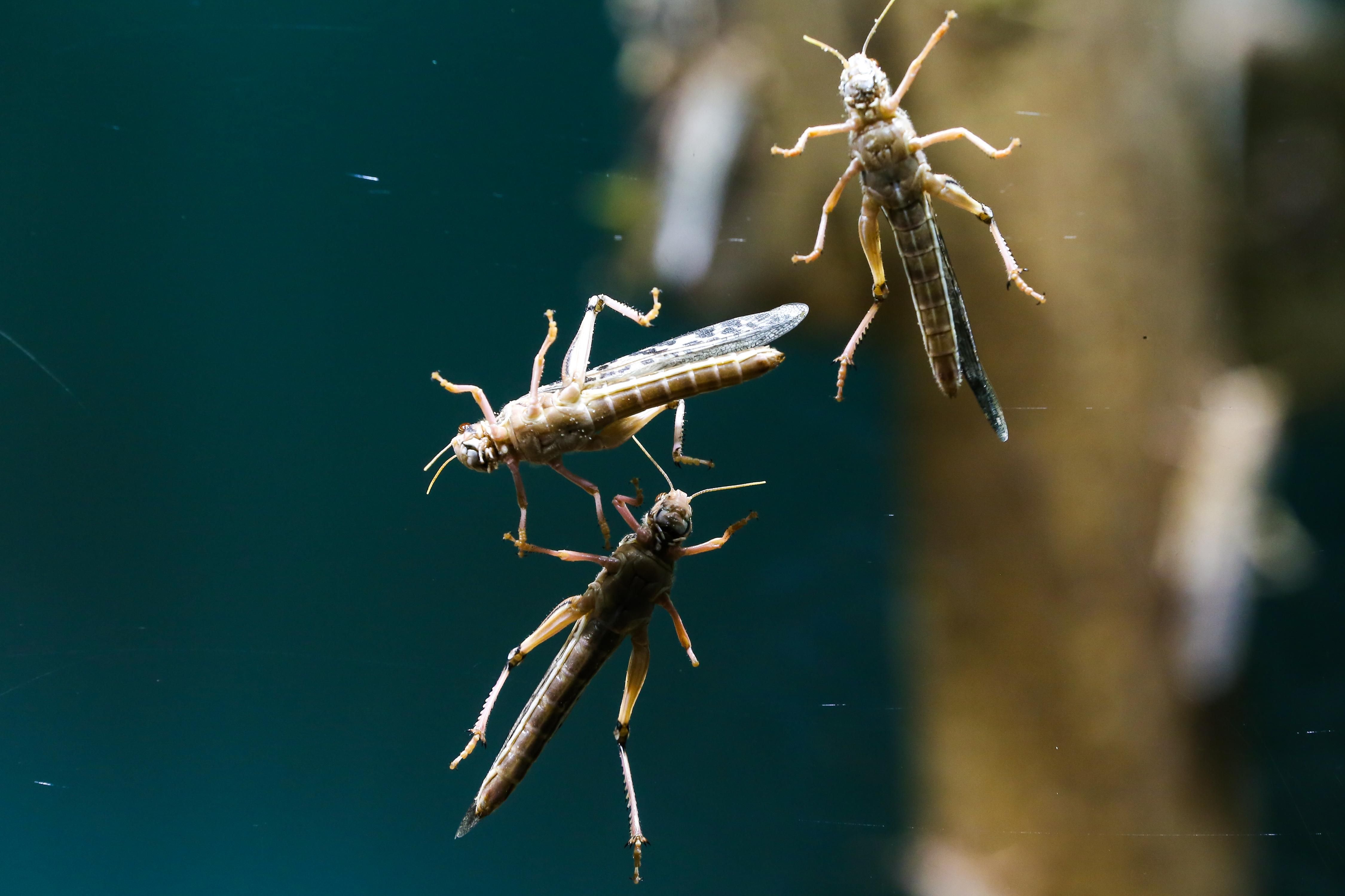 У Пакистані – нашестя сарани: у країні оголосили надзвичайний стан У Пакистані – нашестя сарани: у країні оголосили надзвичайний стан