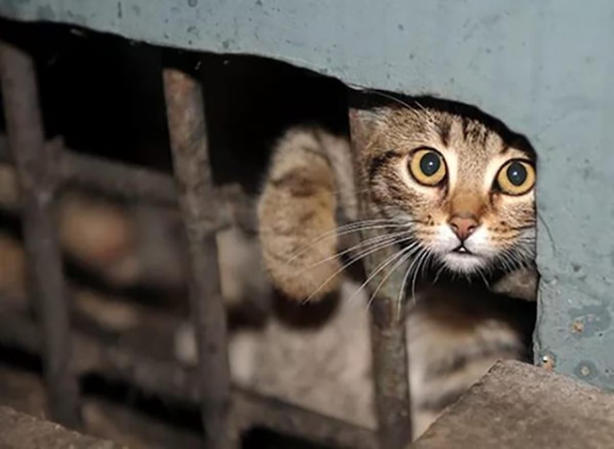 Замуровані підвали – смерть котам: як зоозахисники в Києві рятують вуличних тварин