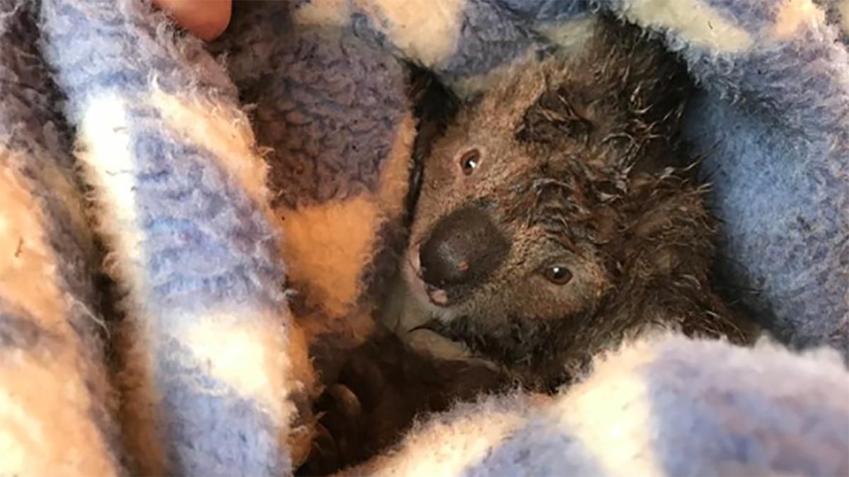 После вырубки леса в Австралии нашли десятки мертвых коал