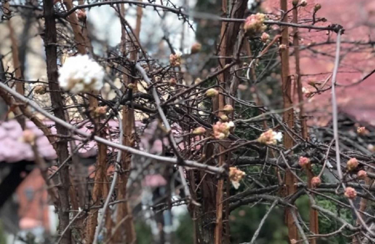 Погода як у квітні: температура у лютому вже встигла побити 2 рекорди Погода як у квітні: температура у лютому вже встигла побити 2 рекорди