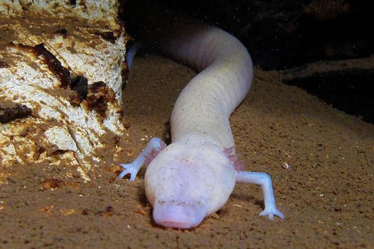 Живуть, не роблячи нічого: печерна саламандра за 7 років не поворухнулася жодного разу
