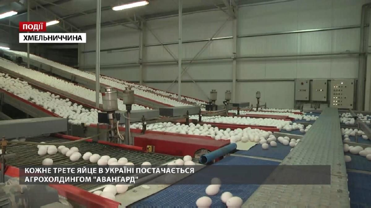 Каждое третье яйцо в Украине поставляется агрохолдингом "Авангард"
