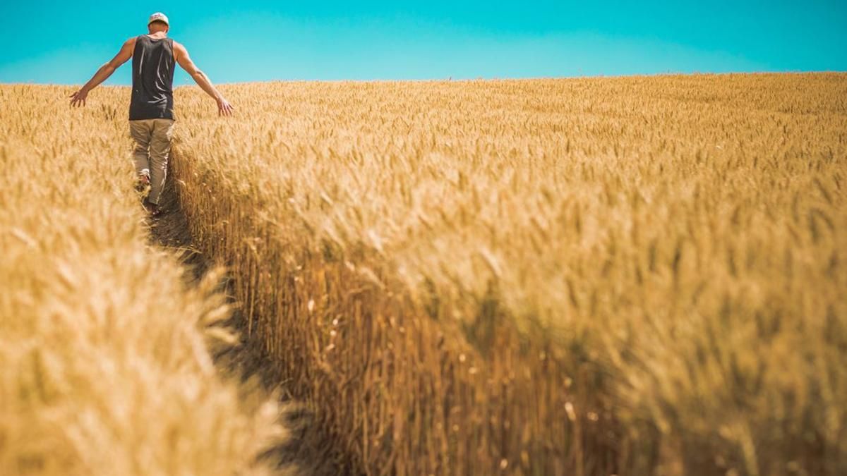 Хто зможе купити землю в Україні: законопроєкт №2178-10 Хто зможе купити землю в Україні: законопроєкт №2178-10