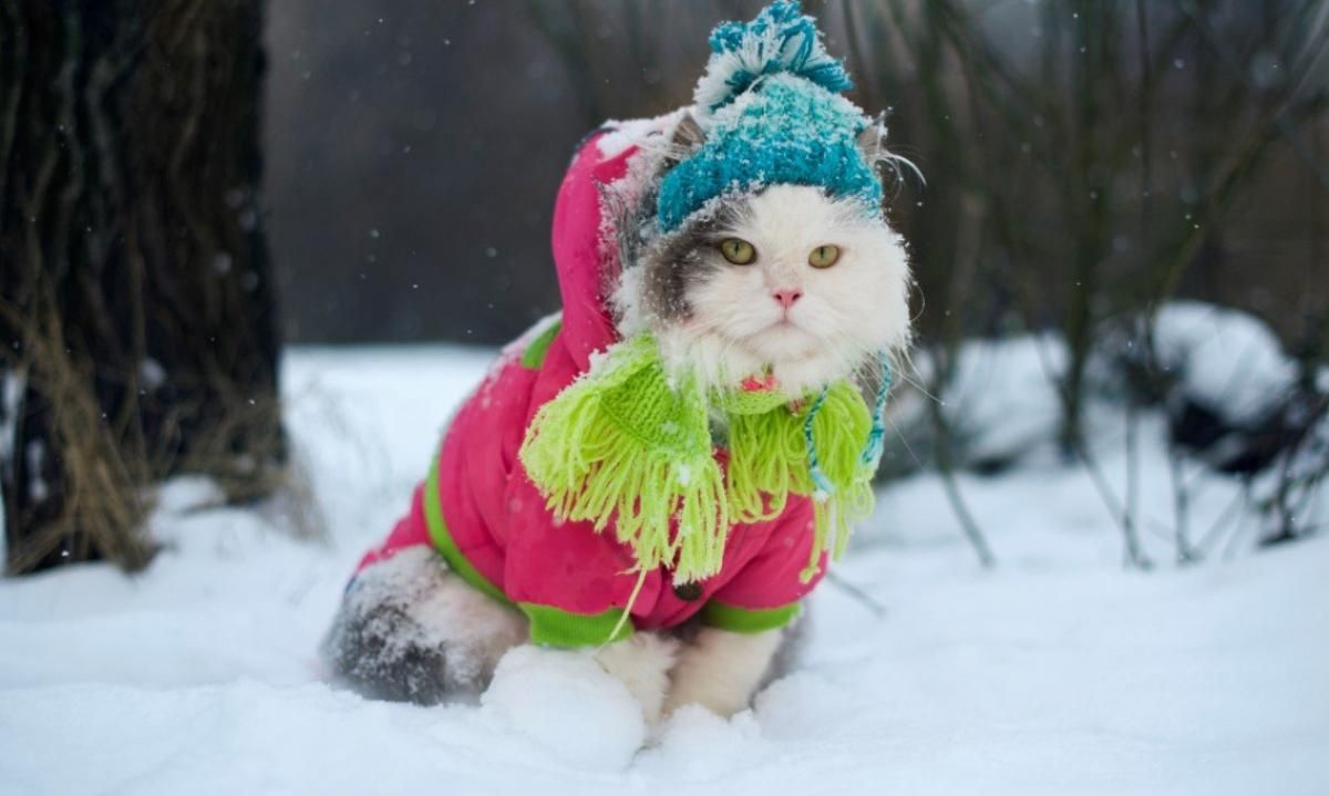 Погода 7 февраля 2020 Украина: какую погоду обещают синоптики Погода 7 февраля 2020 Украина: какую погоду обещают синоптики