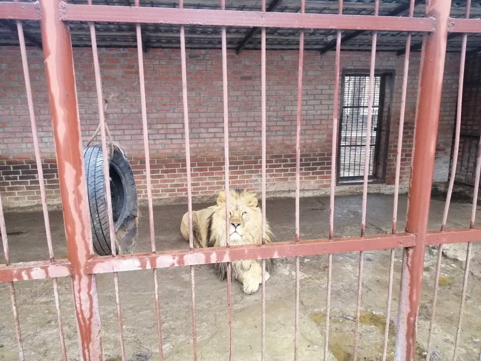 Виснажені, а в очах безнадія: у приватному звіринці на Харківщині голодують тварини Виснажені, а в очах безнадія: у приватному звіринці на Харківщині голодують тварини