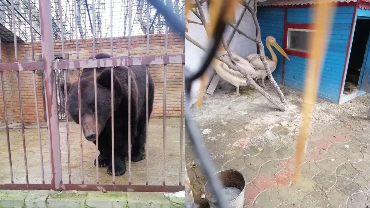 тварини тварини