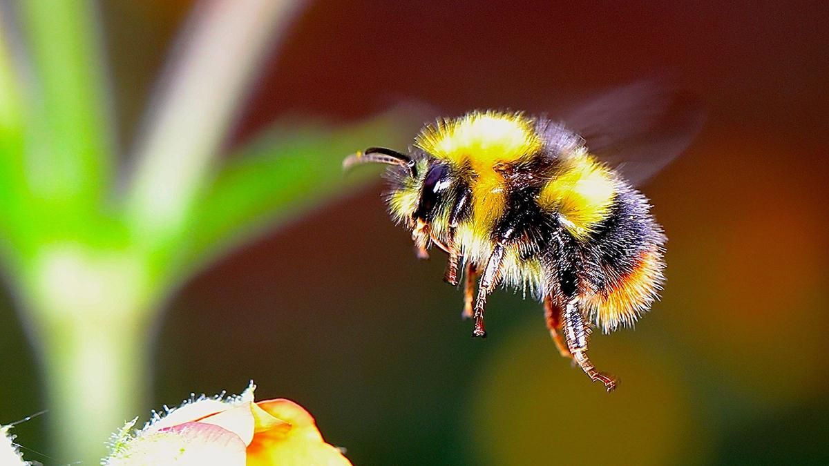У світі почали зникати джмелі: що відбувається У світі почали зникати джмелі: що відбувається