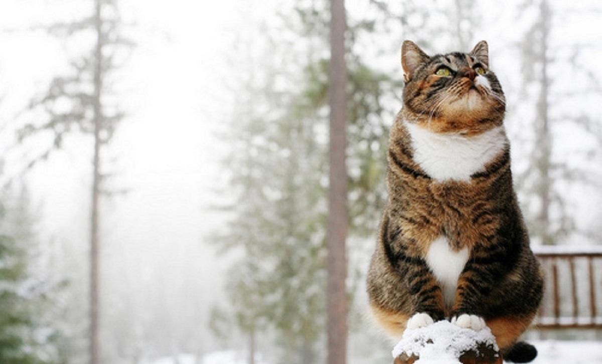 Погода 9 лютого 2020 Україна: яку погоду обіцяють синоптики Погода 9 лютого 2020 Україна: яку погоду обіцяють синоптики