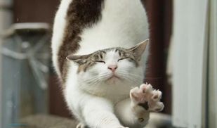 Прогноз погоды на 10 февраля: в Украину идет потепление, но будут обильные дожди