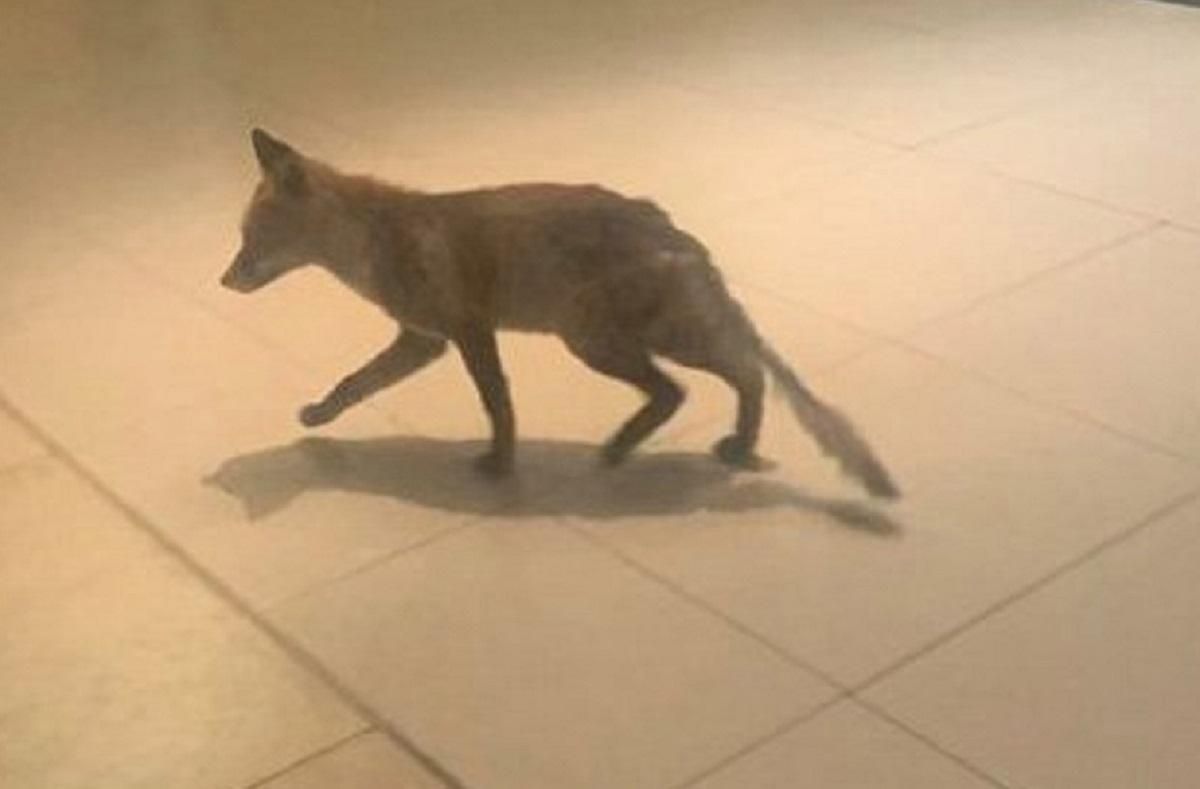 У парламент Великої Британії пробралася лисиця: курйозні фото та відео У парламент Великої Британії пробралася лисиця: курйозні фото та відео