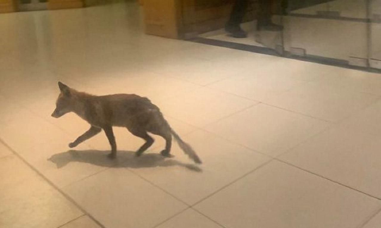 В парламент Великобритании пробралась лиса: курьезные фото и видео В парламент Великобритании пробралась лиса: курьезные фото и видео