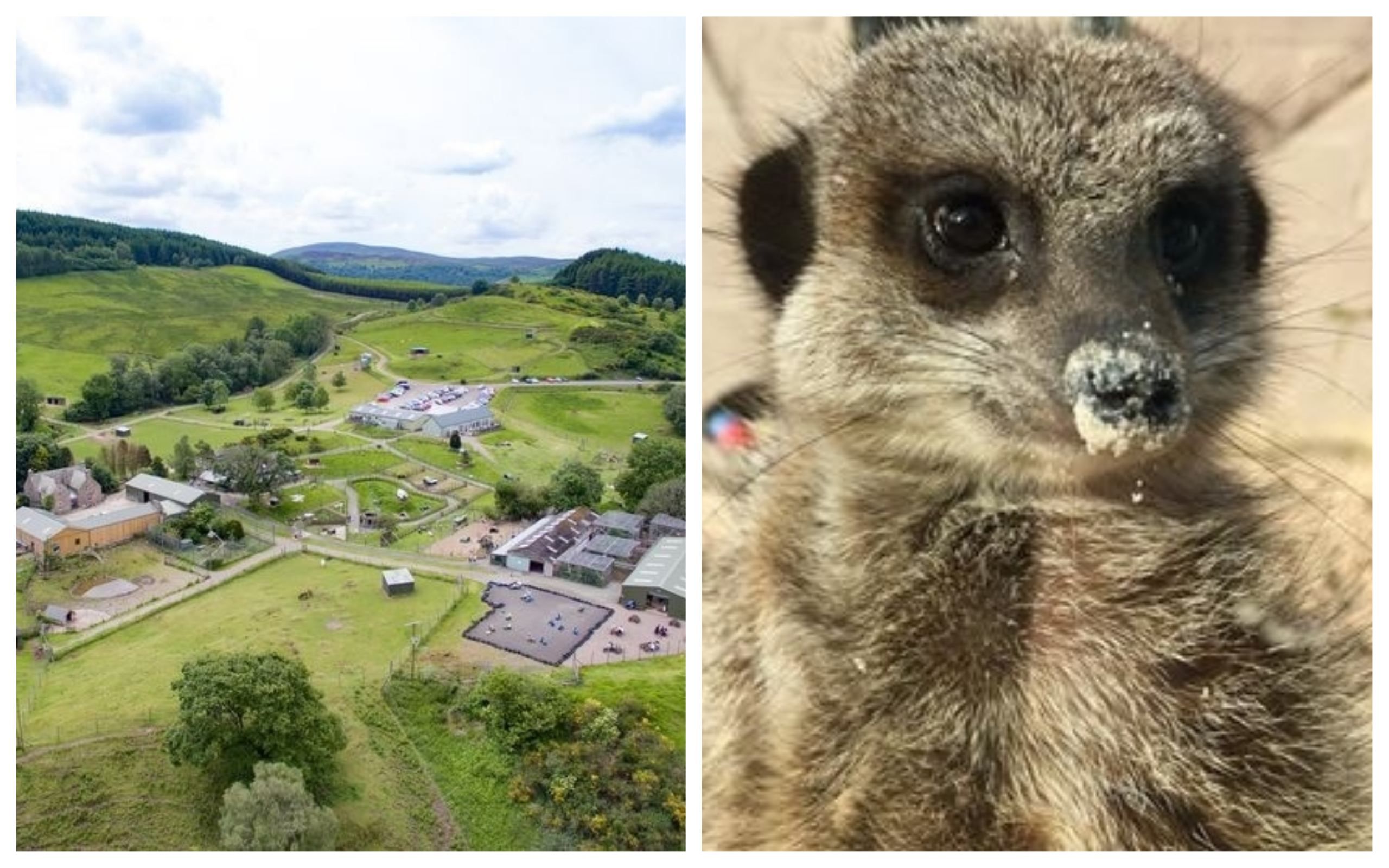 Лемури, сурікати і лами: парк дикої природи продається з усіма його мешканцями Лемури, сурікати і лами: парк дикої природи продається з усіма його мешканцями