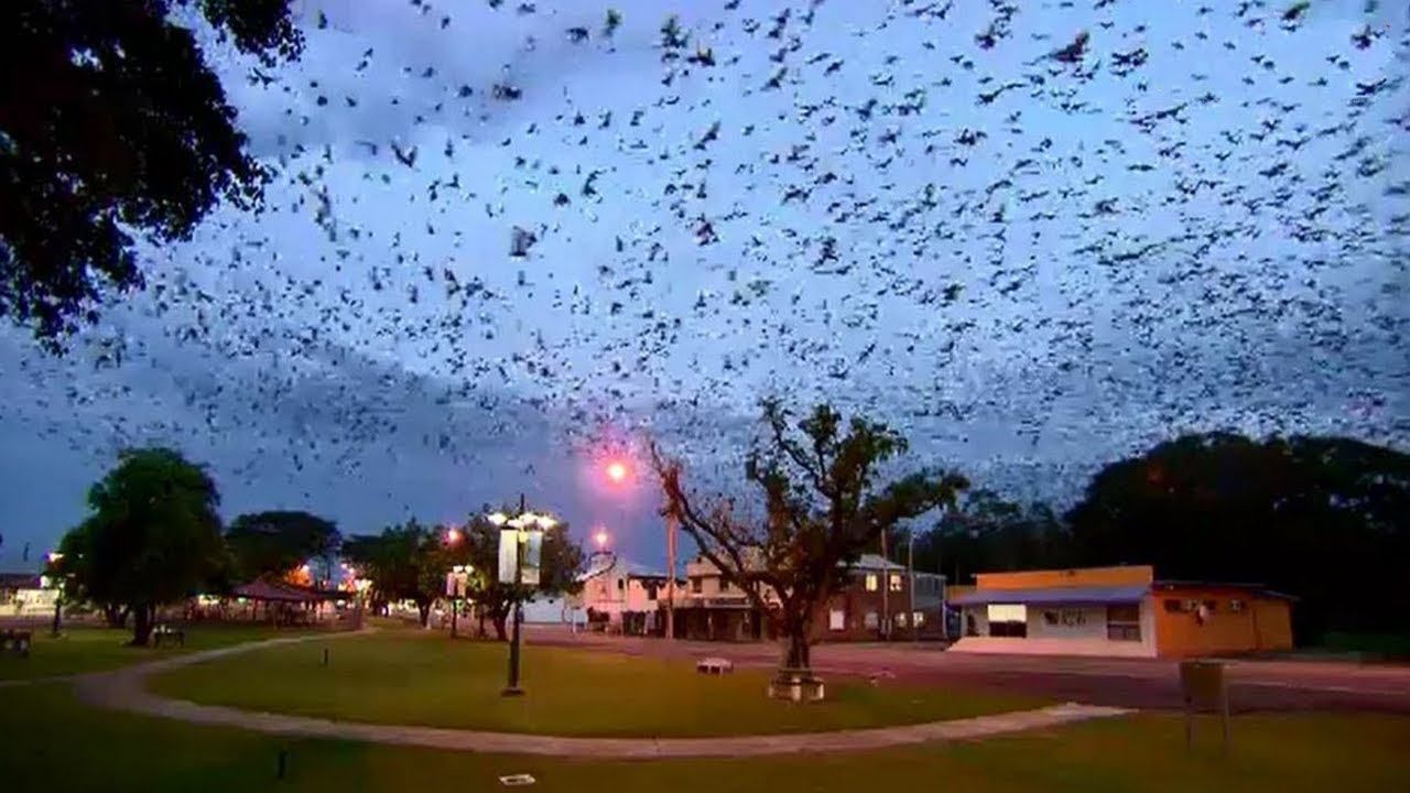 Торнадо из летучих мышей бушует в Австралии: впечатляющие фото, видео