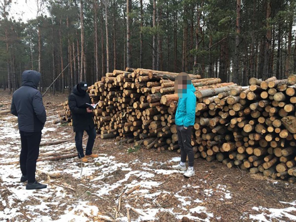 Україна втратила 6 мільйонів через незаконну вирубку на Житомирщині