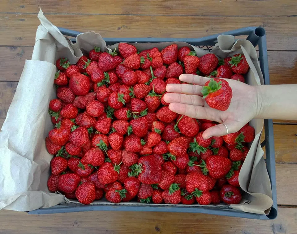 аграрії аграрії