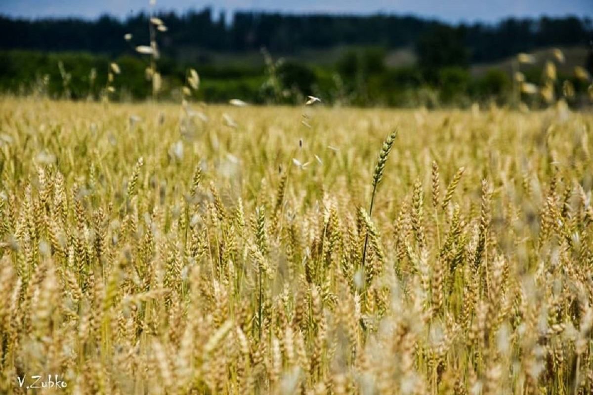 Почему необходимо открыть рынок земли? Почему необходимо открыть рынок земли?