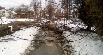 Мощные ветры на Прикарпатье повалили деревья и сорвали крыши: фото и видео