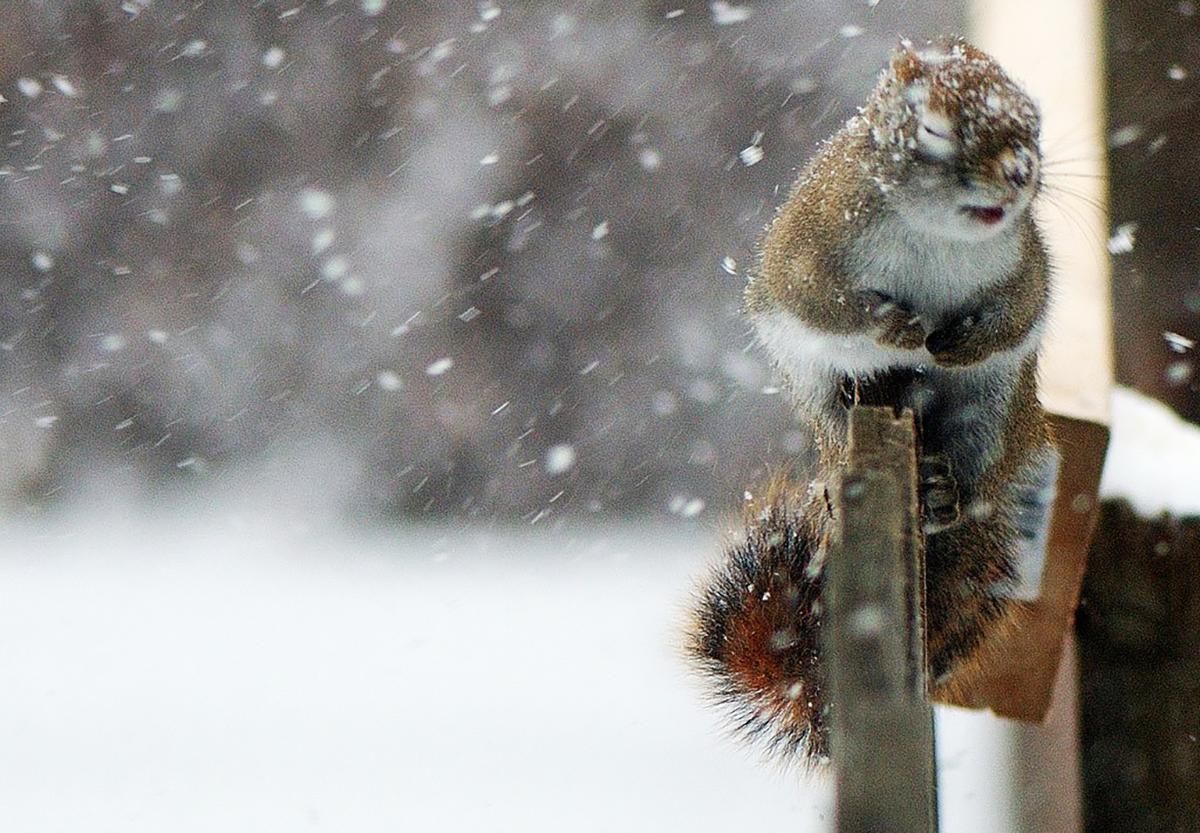 Погода 12 февраля 2020 в Украине – дождь, снег, сильный ветер Погода 12 февраля 2020 в Украине – дождь, снег, сильный ветер