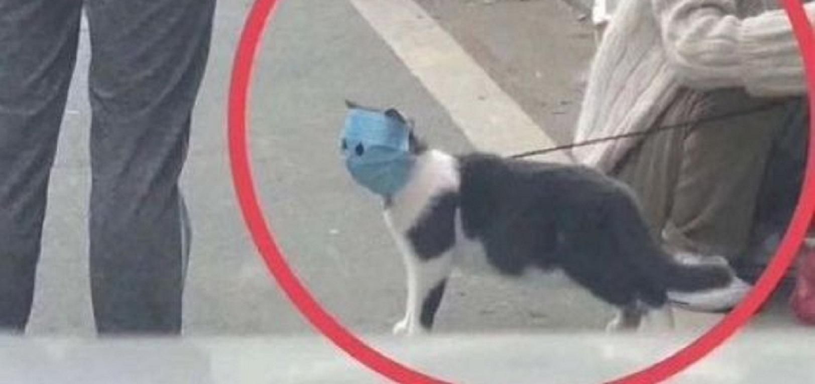 Хазяї натягнули на кота маску, щоб захистити від коронавірусу: тваринка стала мемом Хазяї натягнули на кота маску, щоб захистити від коронавірусу: тваринка стала мемом