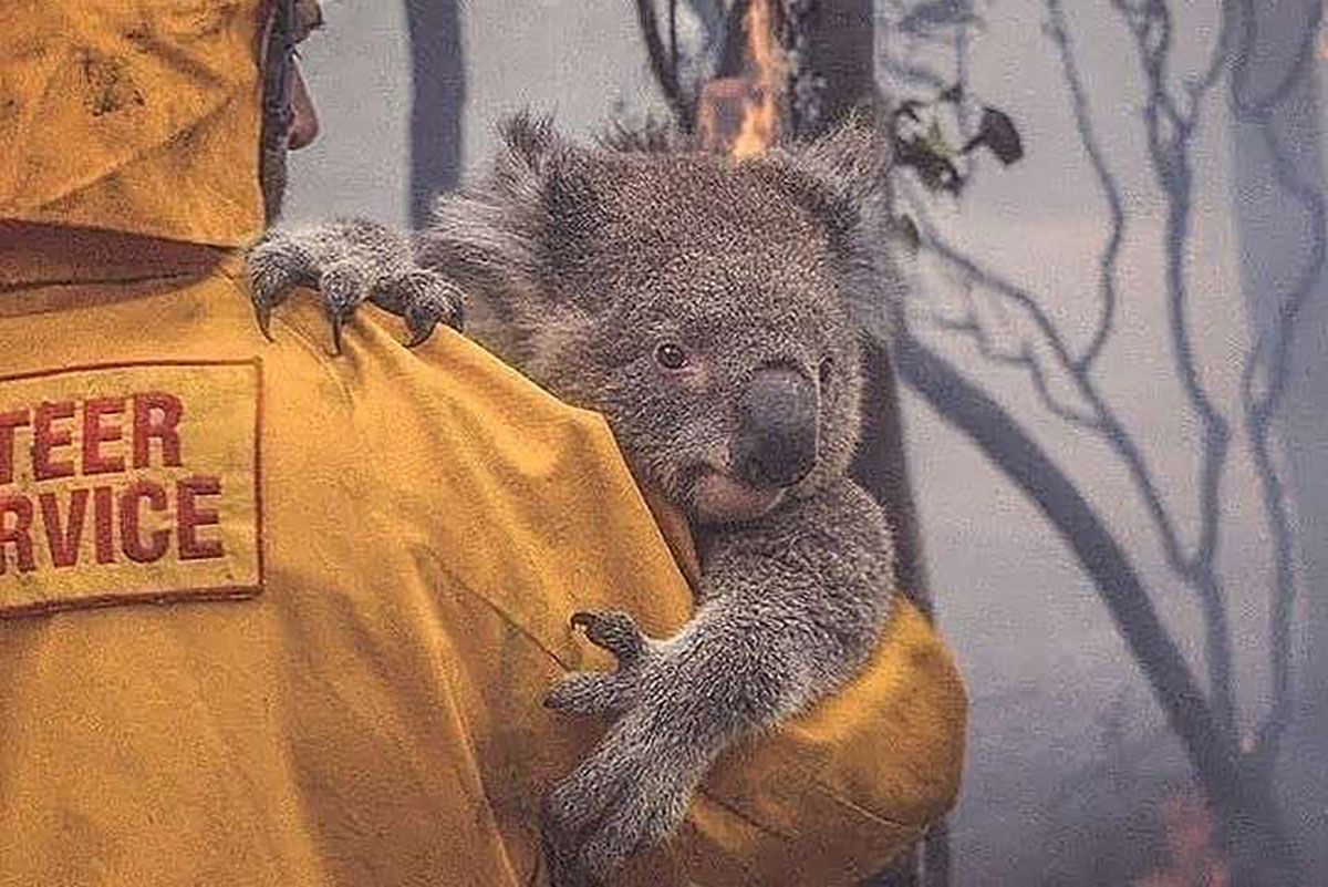 Вследствие масштабных пожаров в Австралии 113 видов животных могут вымереть: нужна помощь Вследствие масштабных пожаров в Австралии 113 видов животных могут вымереть: нужна помощь