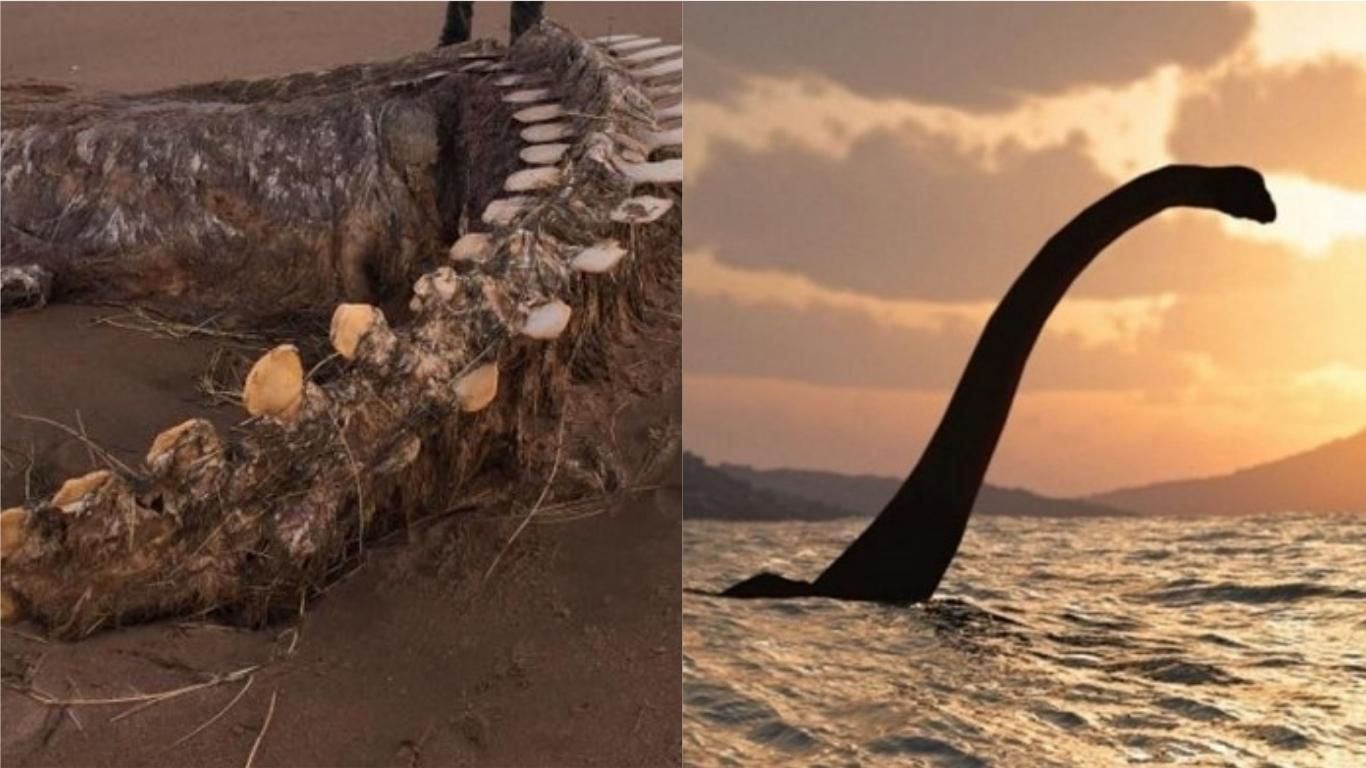 На шотландський пляж винесло гігантський хребет невідомої істоти: фото На шотландський пляж винесло гігантський хребет невідомої істоти: фото