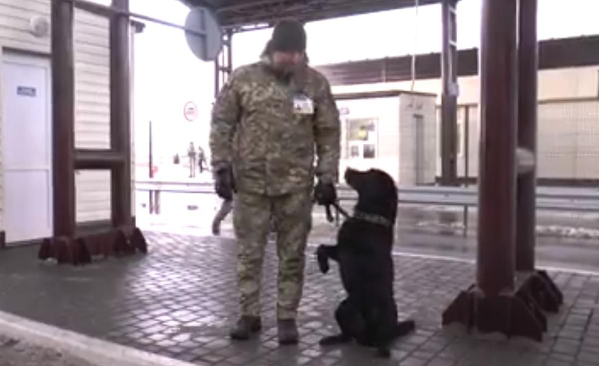 Собака прикордонників відповідає на гасло "Слава Україні": цікаве відео