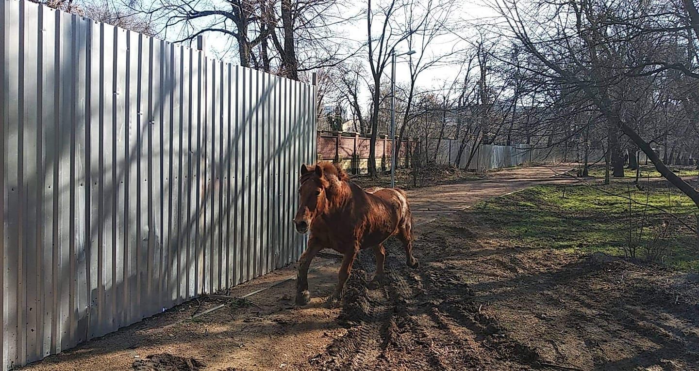 В Одессе из зоопарка сбежал конь: курьезное видео
