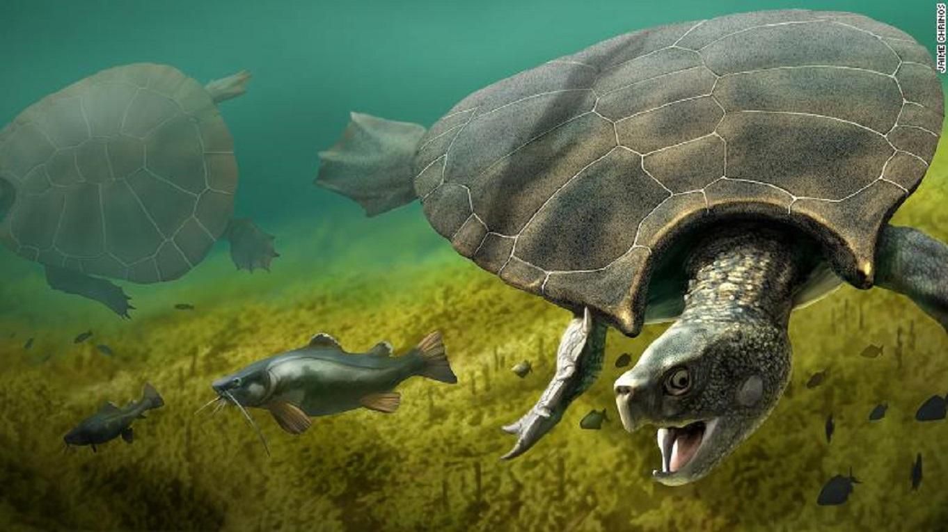 Рештки гігантської черепахи знайшли у Південній Америці: фото
