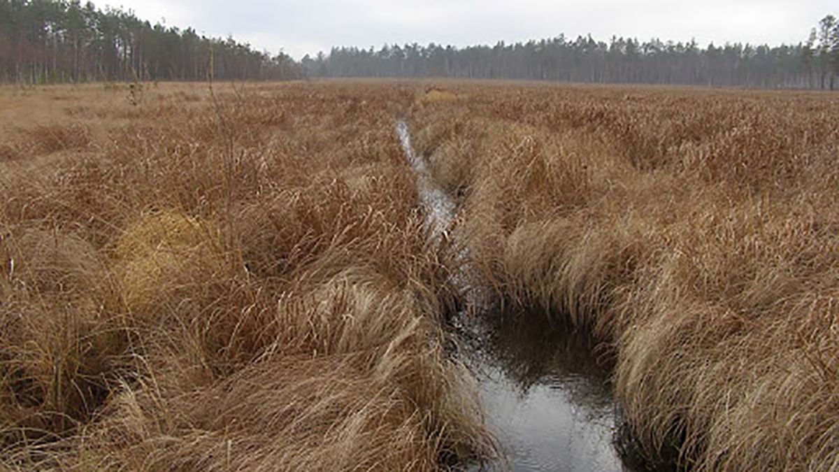 На Житомирщине в болоте утонула женщина На Житомирщине в болоте утонула женщина