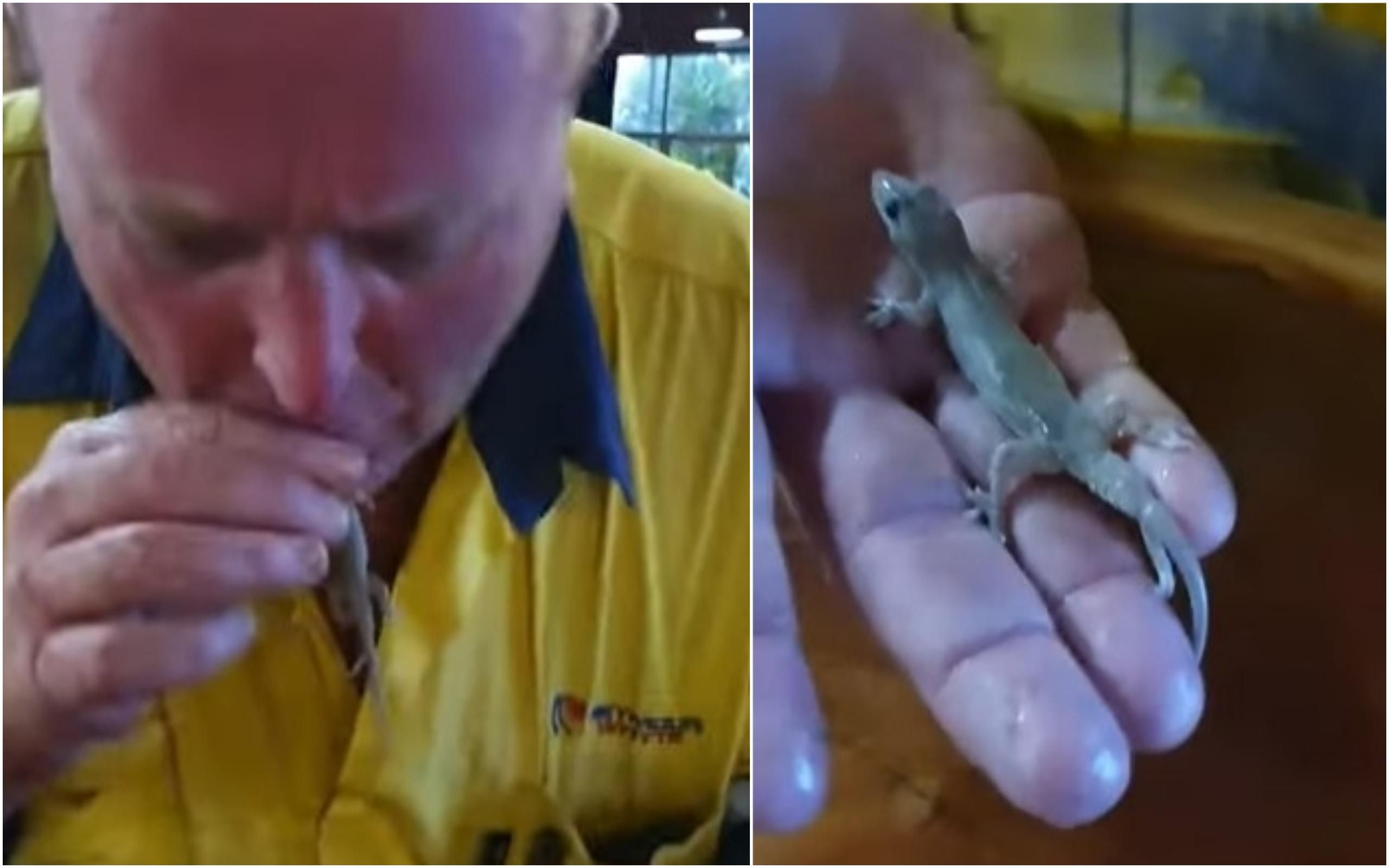 Австралиец сделал искусственное дыхание геккону тонущего в кружки пива: милое видео