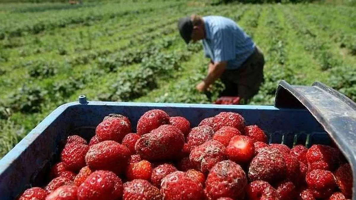 Українські заробітчани Українські заробітчани