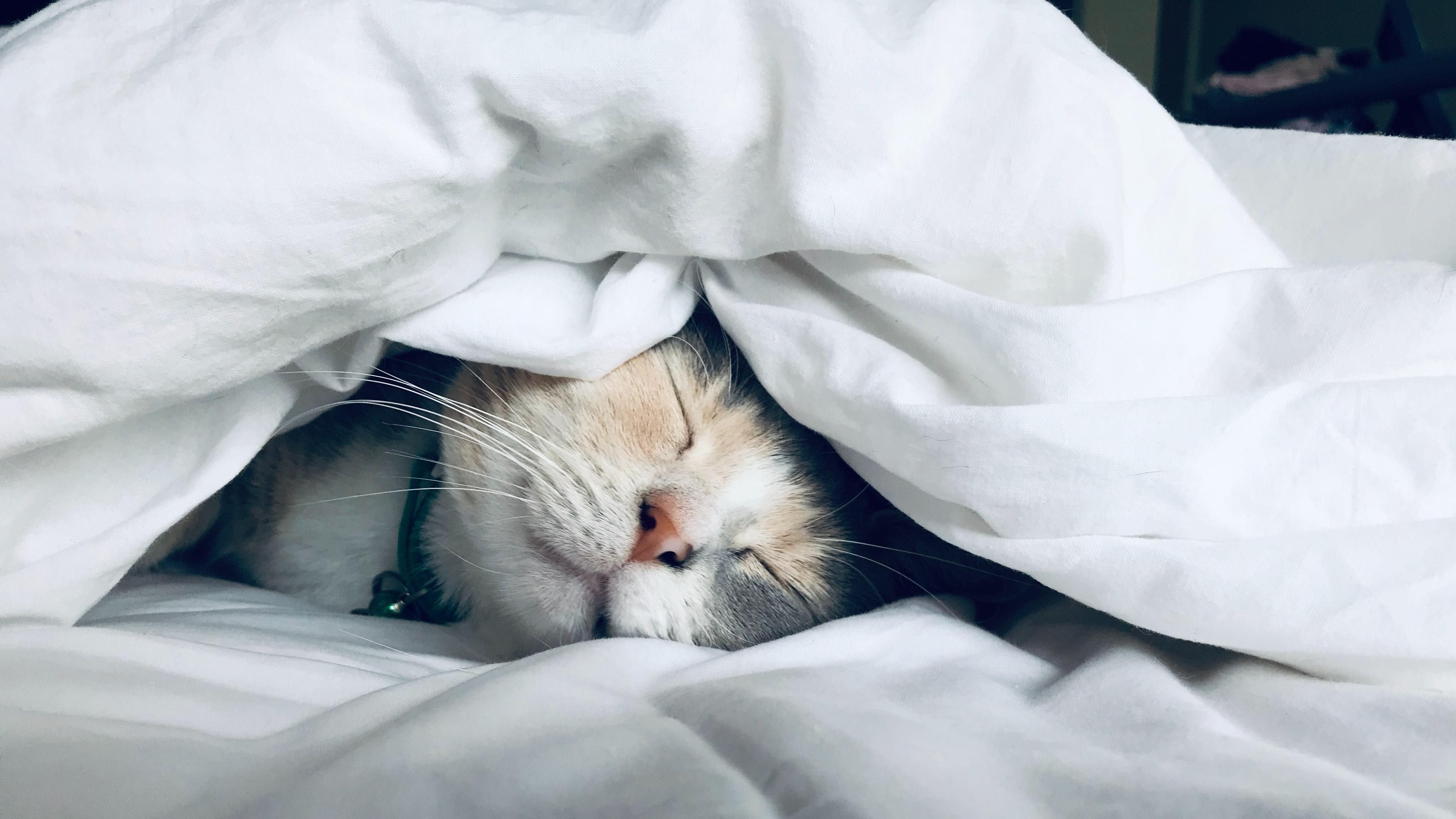 Создали сайт с бесконечным мурлыканьем кота Создали сайт с бесконечным мурлыканьем кота