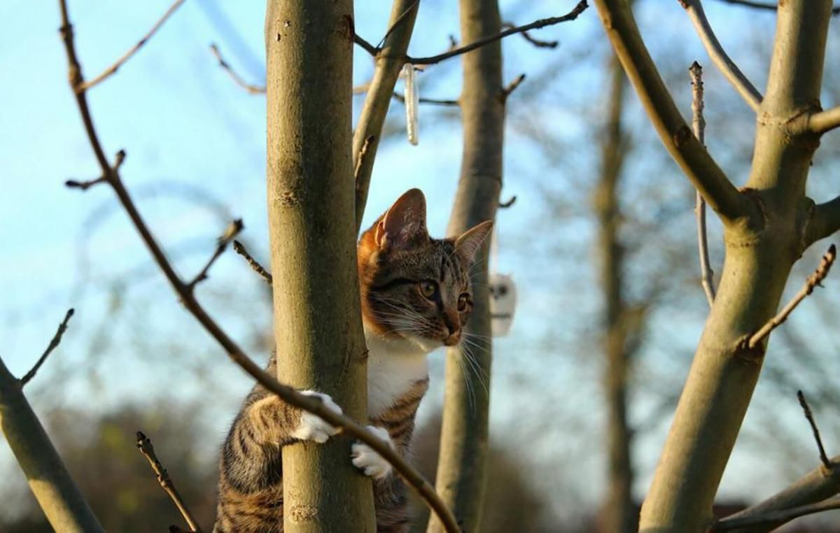 Погода 19 февраля 2020 в Украине – какую погоду обещает синоптик Погода 19 февраля 2020 в Украине – какую погоду обещает синоптик