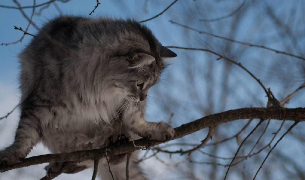 Погода 21 февраля 2020 в Украине – какую погоду обещает синоптик Погода 21 февраля 2020 в Украине – какую погоду обещает синоптик