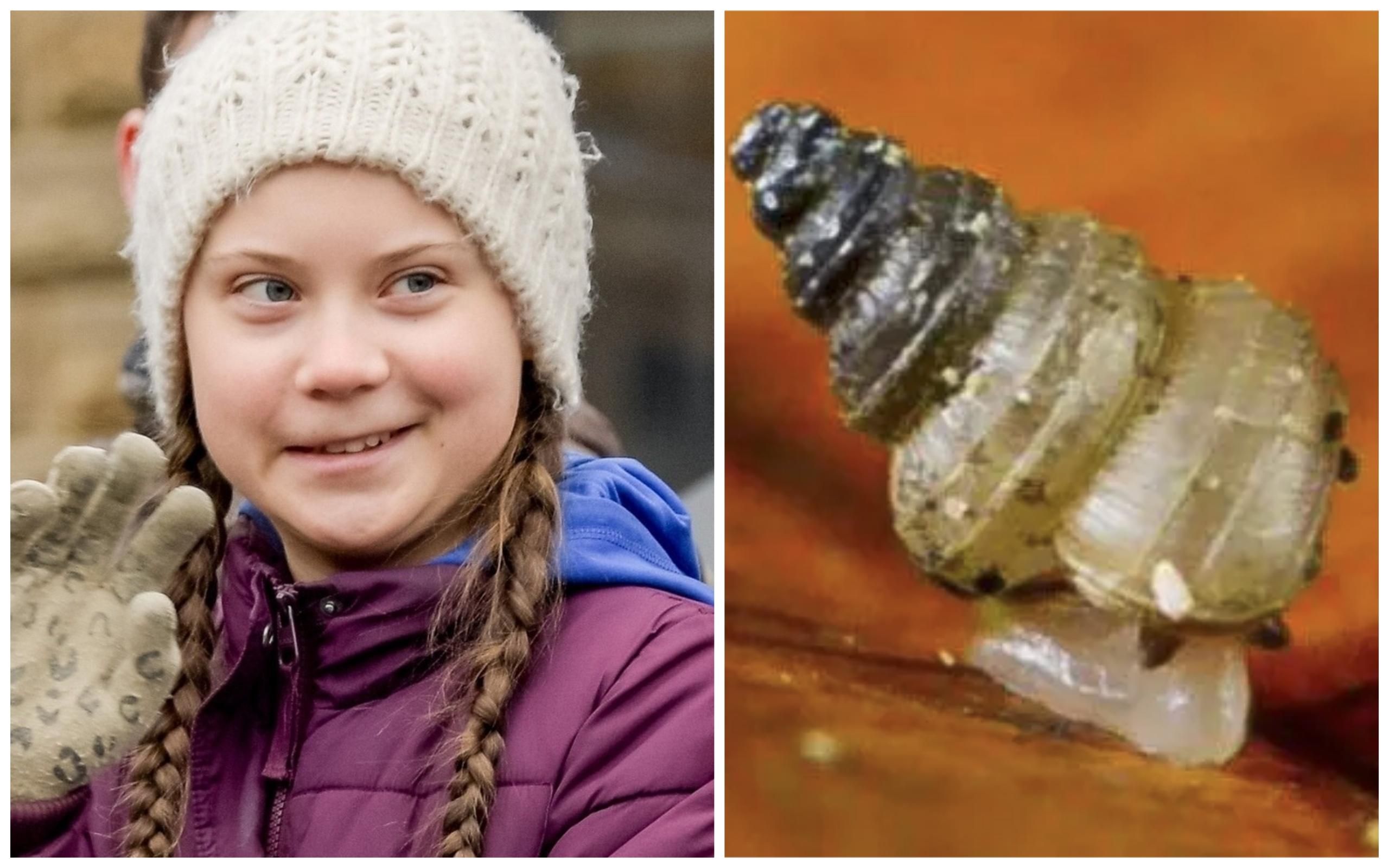 В честь Греты Тунберг назвали новый вид улиток: видео В честь Греты Тунберг назвали новый вид улиток: видео