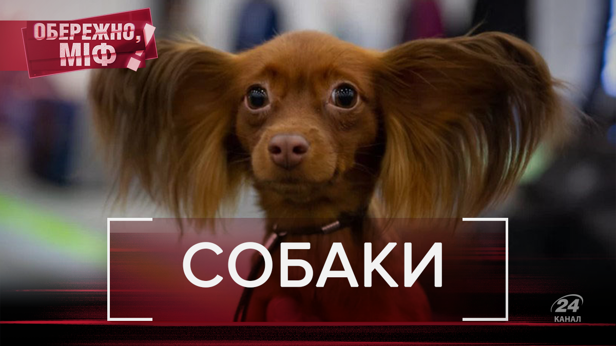 Черное нёбо – признак агрессивности: самые распространенные мифы о собаках Черное нёбо – признак агрессивности: самые распространенные мифы о собаках