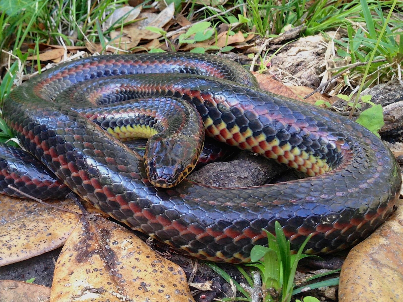 У Флориді знайшли рідкісну "веселкову змію": унікальні фото