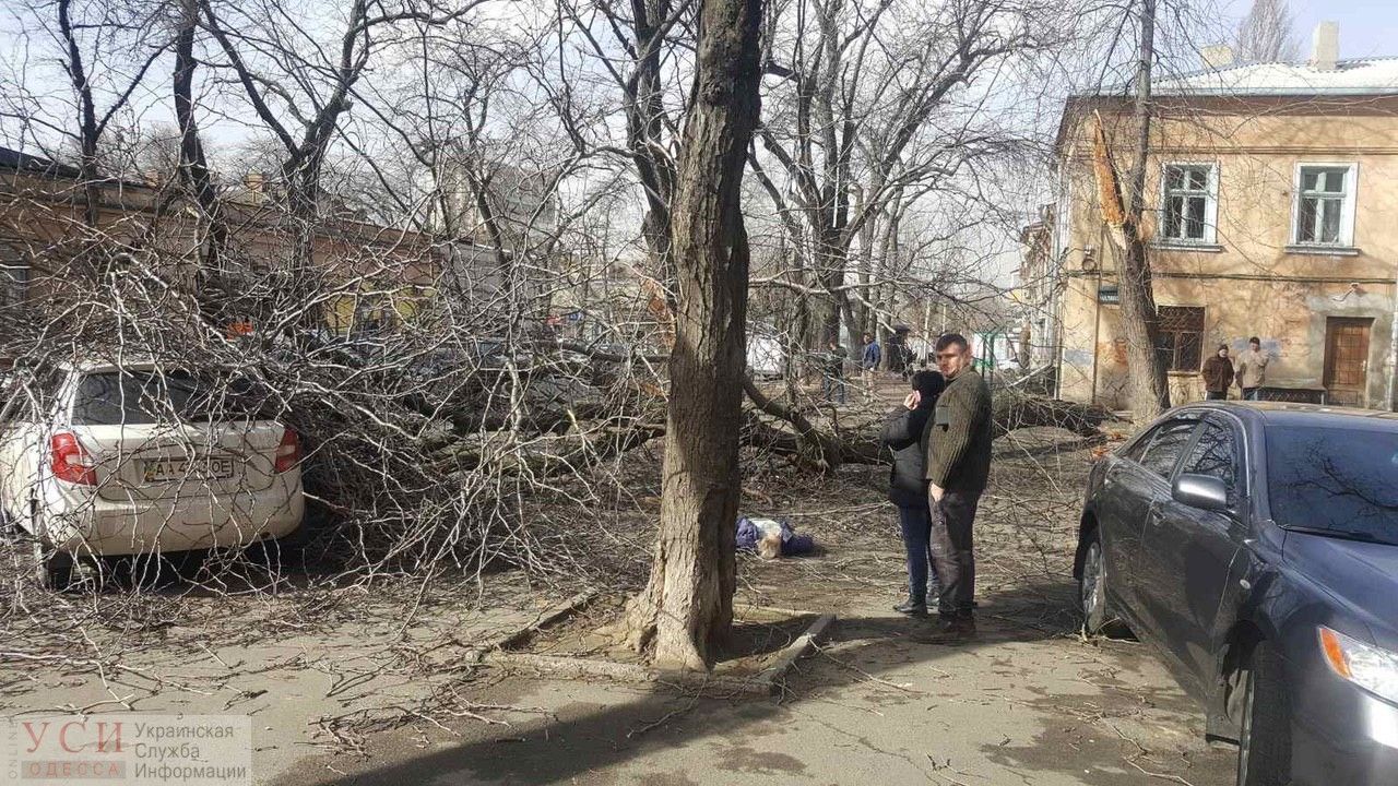 В Одесі через сильний вітер на жінку впало дерево, вона загинула: фото, відео
