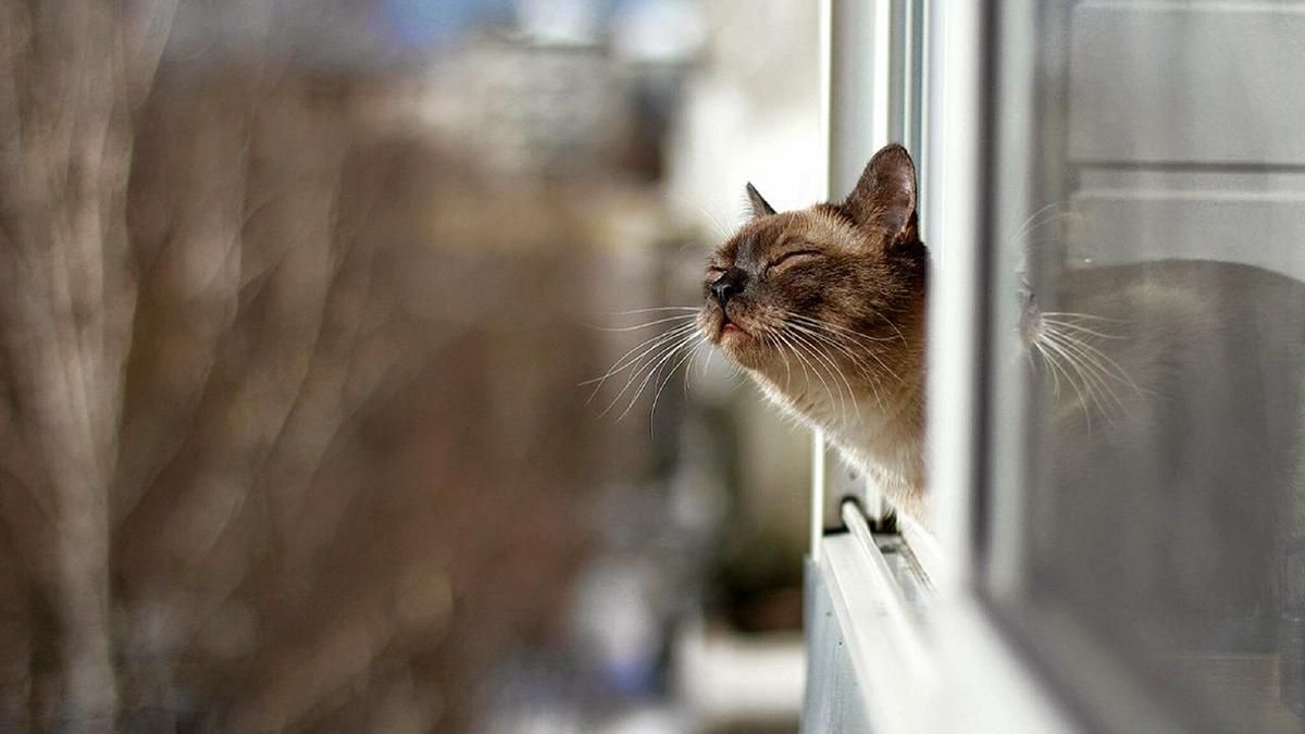 Чому зима 2019 – 2020 така тепла – пояснення вчених Чому зима 2019 – 2020 така тепла – пояснення вчених