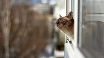 Вчені з’ясували причини аномально теплої зими Вчені з’ясували причини аномально теплої зими