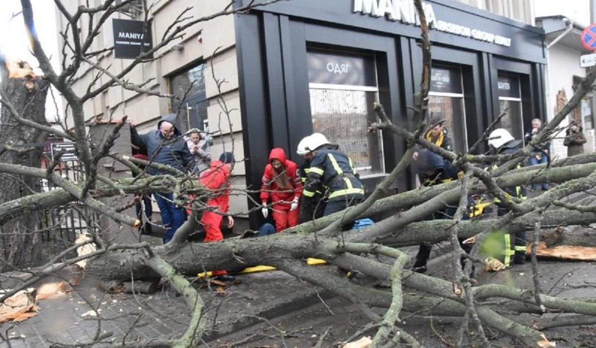 В Кропивницком из-за непогоды упало дерево, пострадала женщина: фото
