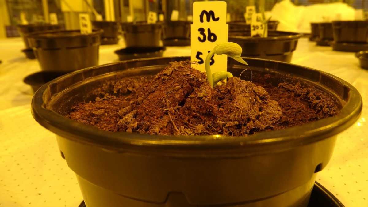 Растения на марсианском грунте могут расти лучше, чем на земном: создали интересное решение