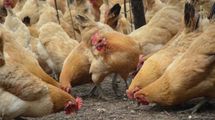 Молдова заборонила імпорт м'яса птиці та яєць з України Молдова заборонила імпорт м'яса птиці та яєць з України
