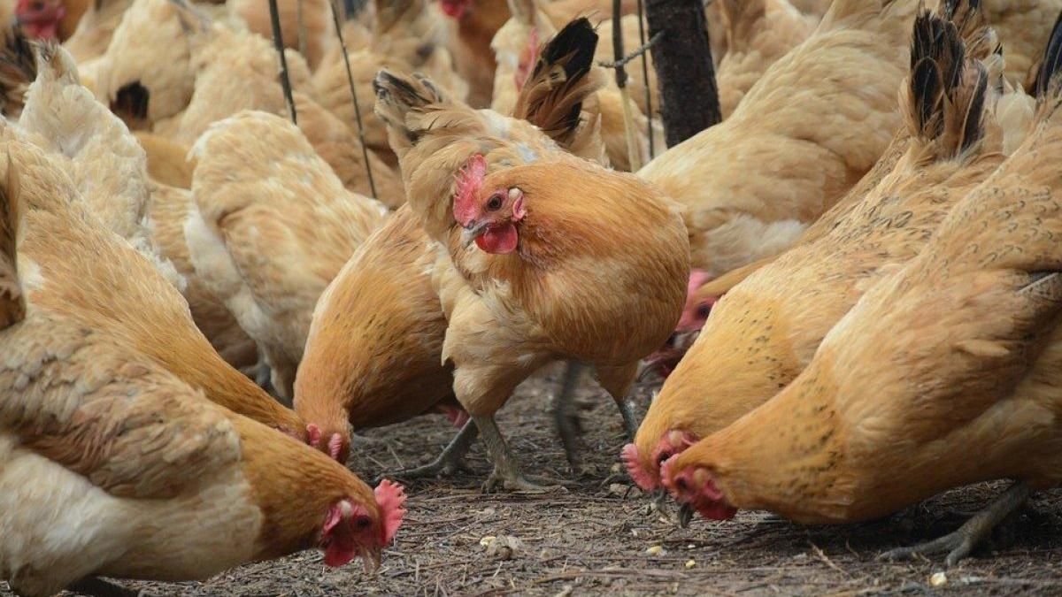 Молдова заборонила імпорт м'яса птиці та яєць з України