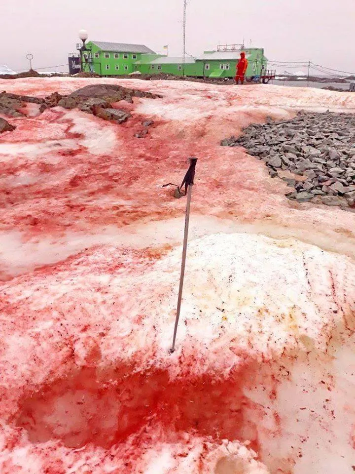 червоний сніг, Антарктида