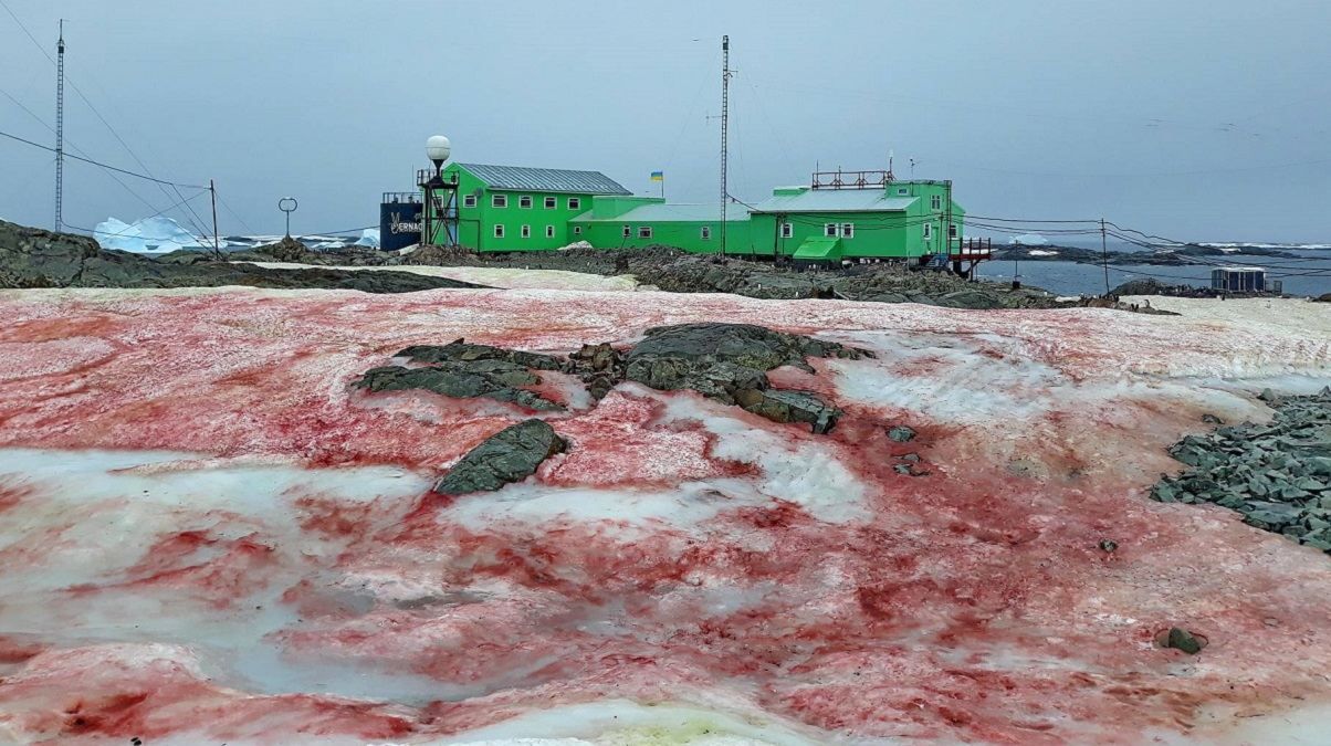Украинскую антарктическую станцию покрыл розовый снег: невероятные фото