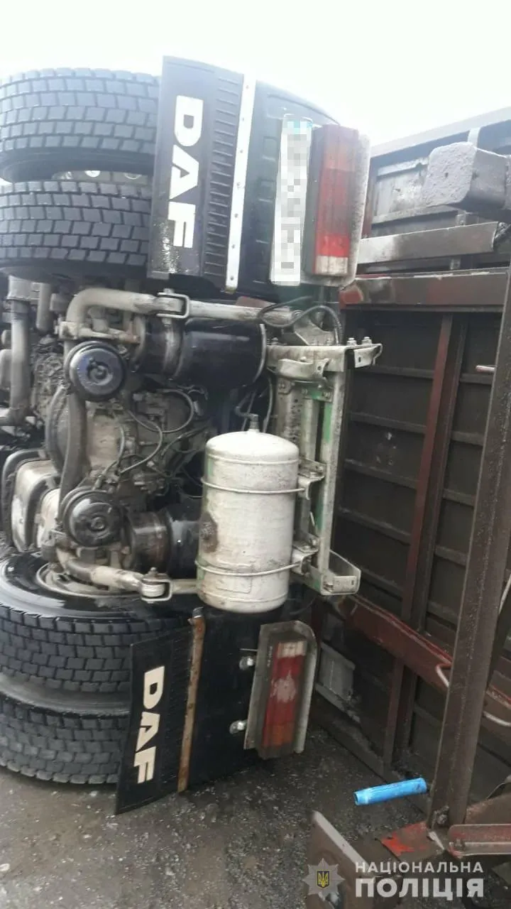 дтп зі свинями дтп зі свинями