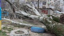 У Херсоні на дитину впало дерево через сильний вітер 